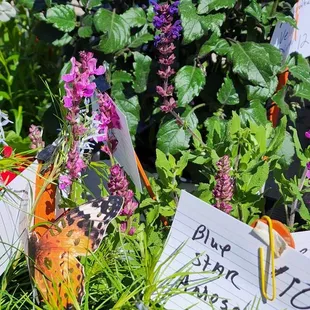 Some of the plants I saw at the Tulsa Farmer's Market. This is a market to put on your bucket list.