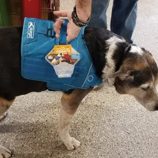Max wearing the new Kurgo Townie Harness.