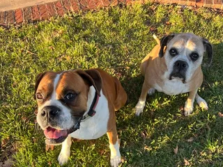 Top Dog Ranch