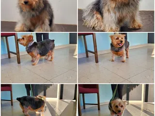Doggie's Day Out