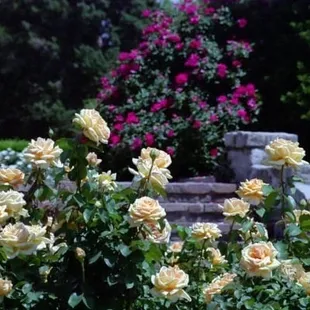 Rose Garden