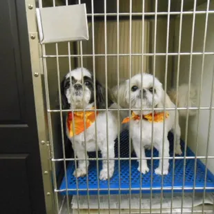 A couple freshly Groomed.