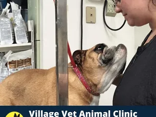 Village Veterinary Animal Clinic