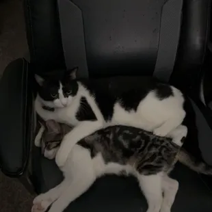 My cats that I adopted