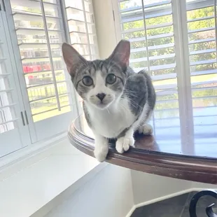 Tulip making herself at home in her new home