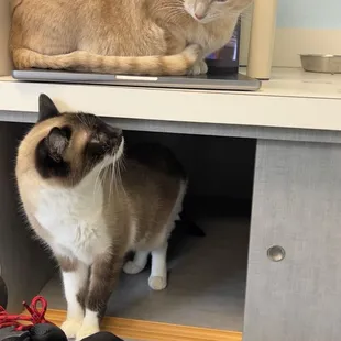 Cats from the adoption center