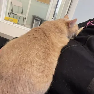 Cats from the adoption center