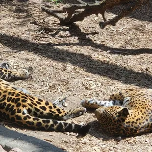 Tulsa Zoo