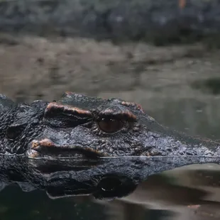I love visiting the Dwarf Caiman exhibit.