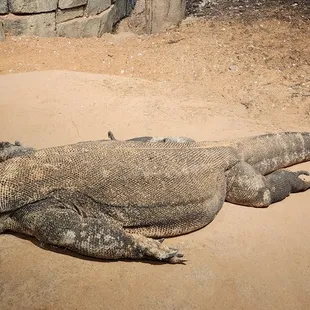 Komodo dragon