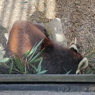 Red Panda