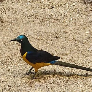 Golden breasted starling