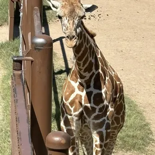 Giraffes