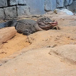 Chinese Alligator
