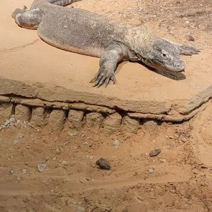Komodo Dragon