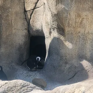 Penguins