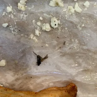 Mosquito