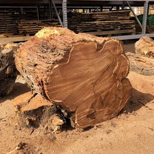 Tumacacori Mesquite
