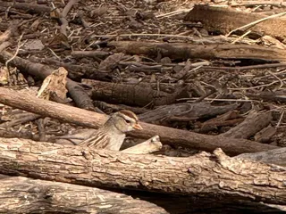 The Paton Center for Hummingbirds