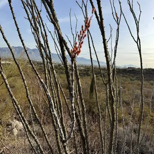 Last Wednesday we had rains and today the Ocotillo are blooming