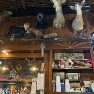 deer heads mounted on the wall