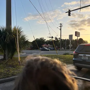 a dog looking out a car window