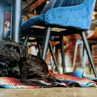 Service dog friendly on the inside. A relief for folks with nom-visible disabilities.