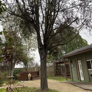 Tree that was removed!