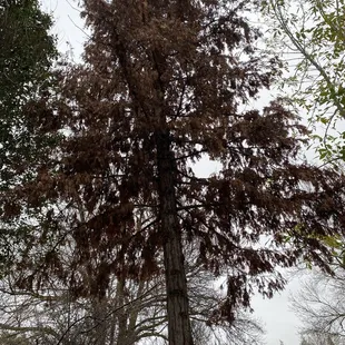 2nd tree removed!