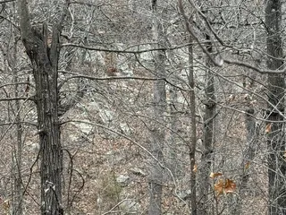 Keystone Ancient Forest
