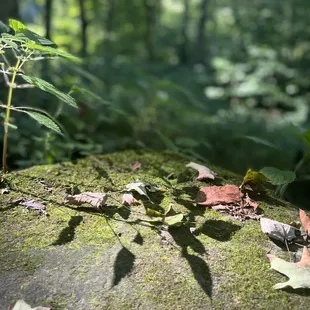 Beautiful leaves and miss I think, settled on a nice stone. More photos @fotobnk on IG.