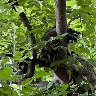 Four outside our campsite. No lie from those interpretive signs outside the bathhouse.