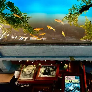 Overhead tank with swimming fish over the bar