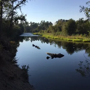 Children MUST wear a life vest especially, swimming around these two submerged logs=4 1/2' deep.
