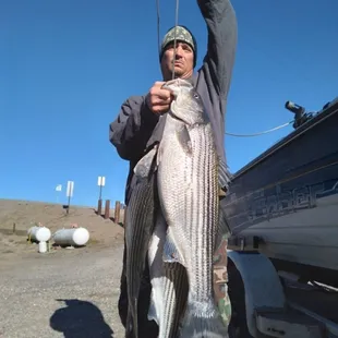 Striped Bass ,
