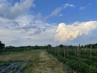Blackberry Meadows Farm