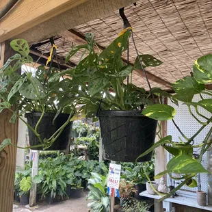 a variety of potted plants