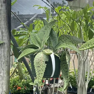 a variety of potted plants
