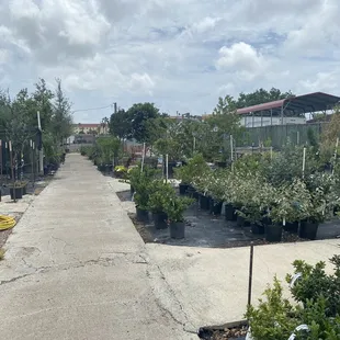 a walkway lined with potted plants