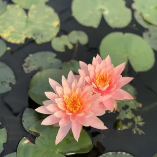 two pink waterlilies in a pond