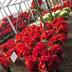 beautiful Christmas Poinsettias