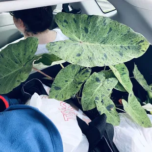 Elephant Ear 'Mojito' p.p. (Colocasia esculenta hybrid)