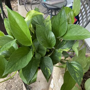 My first plant I purchased