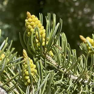 Pinyon Pine