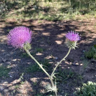 Plume Thistle