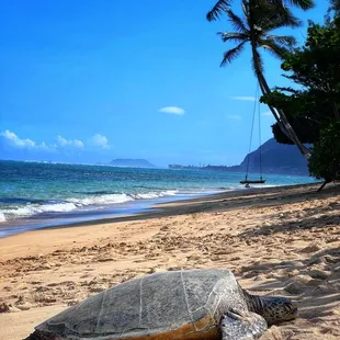 Sea turtle