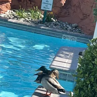 The ducks enjoyed the pool as much as we did.
