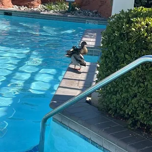 Ducks enjoying the pool. We loved watching them