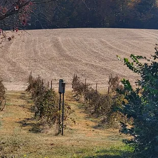Fall in the vineyard