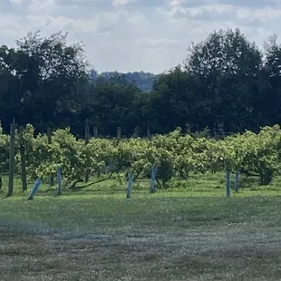 Grape vines